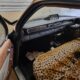 1961 Chevrolet Belair RHD